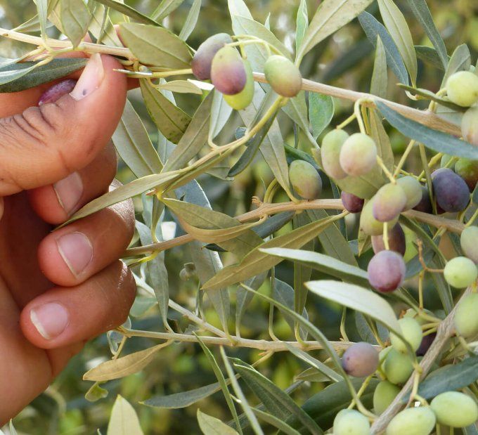 olives de tunisie epicerie de mediterranee.fr