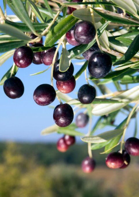 olives kalamata epicerie-de-mediterranee.fr